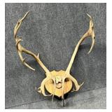 Antler Mount
