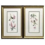 2 Black Chinned Hummingbird Prints by Wright