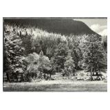 Elk in Rocky Mountain BW Print on Canvas