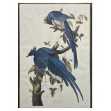 Columbia Jay Audubon Reproduction Print