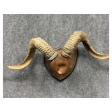 Sheep Horns On Wall Mount