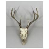 Deer Skull w/ Attached Antlers