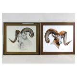 George Pitman & Geo. Otterman Horn sheep lithos