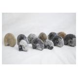 Eleven Fossilized Ammonite Specimens