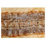 An Antique African Rock Python Skin approx. 16