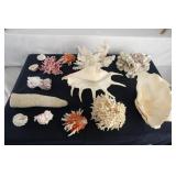 Collection of Fourteen Sea-Shells