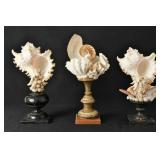 Three Antique Sea-Shell Statues on Pedestals