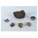 Collection of  6 ammonite, fossils ammolites