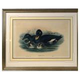 J. Gould & HC Richter Hand colored lithograph