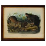 John J. Audubon (1785-1851) Color Lithograph