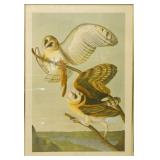 John James Audubon (1785 - 1851) J. Bein Barn Owl