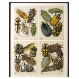 Eugène Séguy - four framed original Porchois