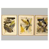 Eugène Séguy - three framed original Porchois