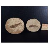 2 Fossilized Fish Found in Sandia Tx