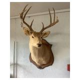 Whitetail Buck Shoulder Mount