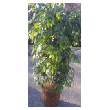 6 Ft Artificial Ficus Tree - Good Quality