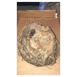 Tropical Peony Leaf Voodoo Lilly bulb