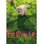 Female AKC registered Golden retriever puppy