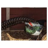 Lady Amherst male pheasant