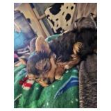 Born August 7th male teacup yorkie