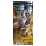 trio of saxony ducks