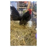 old english rooster