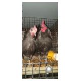 Black Old English Pair