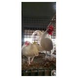 White Old English Pair