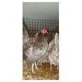 Blue Old English Trio