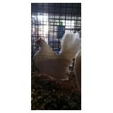 White Old English Pair