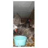 Blue Old English Trio