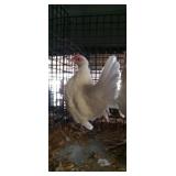 White Old English Pair