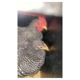 pair of bantam barred rock juvinile
