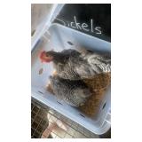 pari of bantam barred rock juvenile