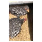 pair of bantam barred rock juvenile