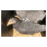 pair of bantam barred rock juvinile