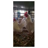 White Old English Pair