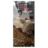 White Old English Pair