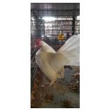 White Old English Pair