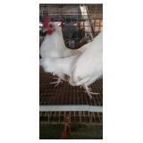 White Old English Pair