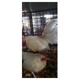 White Old English Pair