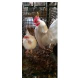 White Old English Pair