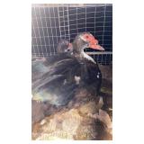 muscovy ducks