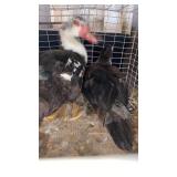 muscovy ducks