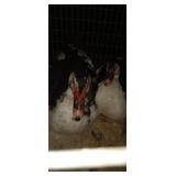 muscovy ducks