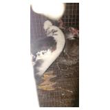 muscovy ducks