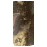 muscovy ducks