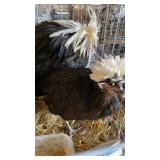 black and white polish