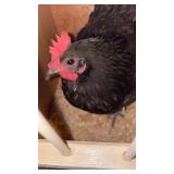 laying black austerlop hen