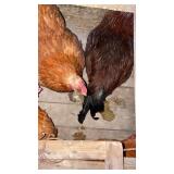 bearded dragon female